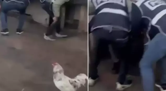 He gave himself away when he coughed in the nest he was hiding in.