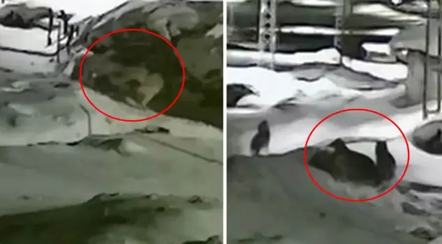 A view from one end of Turkey: The tragic end was inevitable when the owner did not hear the dog's pleas.