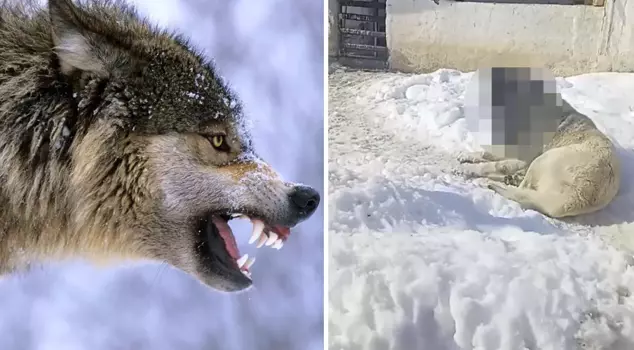 تفاعل الصورة: انظر إلى الحالة الأخيرة للكلب الكنجال الذي يتصارع مع الذئب