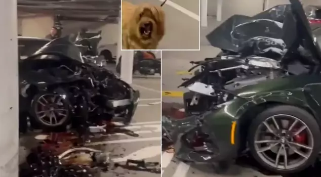 He wrecked the luxury car in the parking lot, even the dog was taken aback.