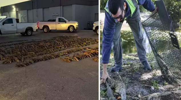 В холодную погоду тысячи из них замерзли, и тот, кто закрыл свою клетку, начал собирать.