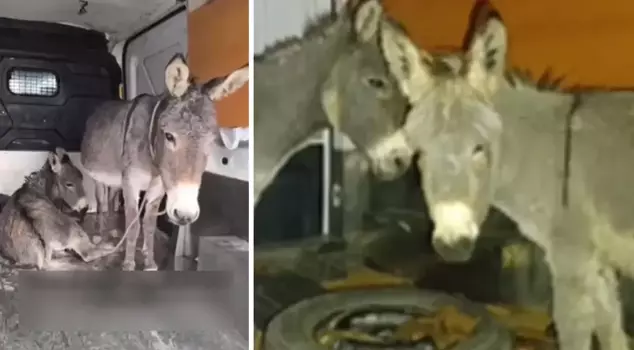 Изнасилованная ослица и её детёныш были взяты под защиту.