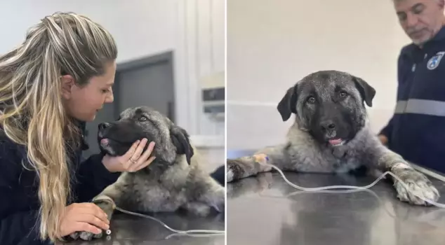 Seren Serengil adopted the dog being dragged to death in the back of the truck.