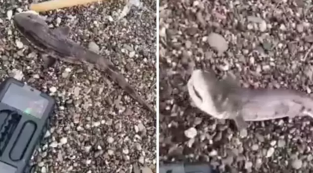 Amateur fishermen caught a baby shark on their line.