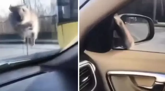 A mouse jumped onto a vehicle on the road and ran away when it saw the police.