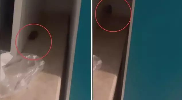 Scandalous images! A rat was seen in the hospital, and the management's response was shocking.