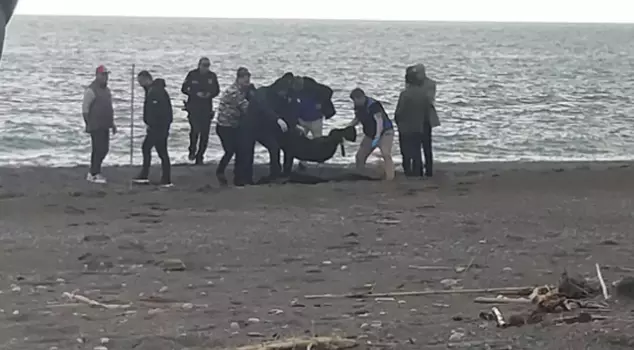 A chilling scene on the beach! She noticed it while walking and grabbed her phone.
