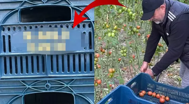 He even had his name printed on the box where he collected the tomatoes.