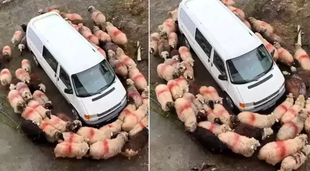 Mysterious event! They did the same thing together for minutes.