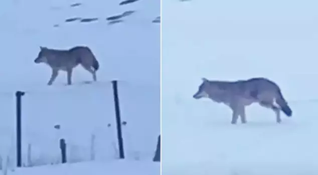 The legendary wolf has finally been spotted! It has been living like this for 5 years.