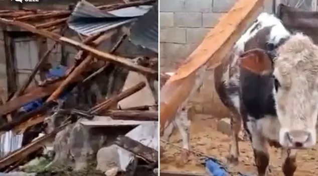 The city was hit by a tornado! The losses for livestock breeders and producers are significant.