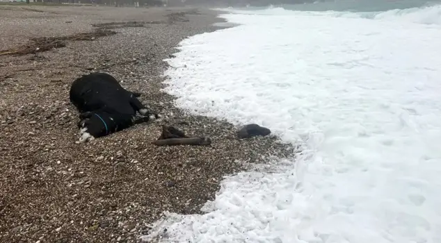 The city was flooded, and a bull was washed ashore on the world-famous beach.
