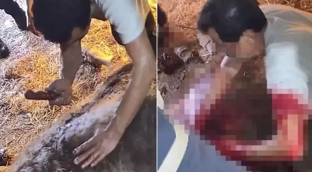 A cow struggling to give birth is operated on with a bread knife! The footage is chilling.