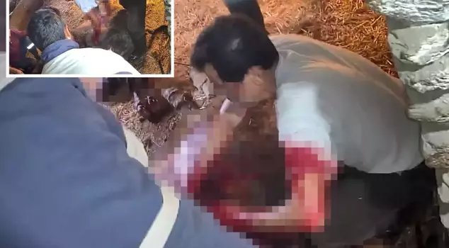 Explanation from the man who performed a cesarean on a cow: They called me, I helped in the name of humanity.