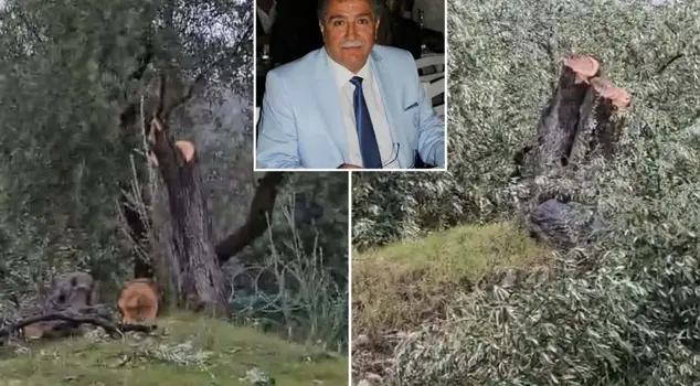 Resignation came after the olive grove massacre in Milas.