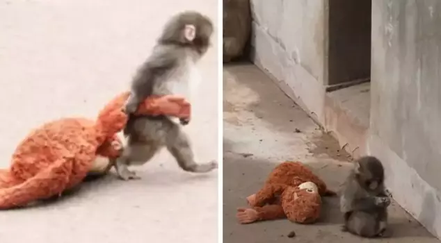 The monkey abandoned by its mother went viral! It found the affection it was looking for in a stuffed toy.