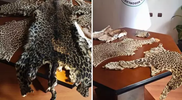 Illegal wildlife products were seized in Çukurova.