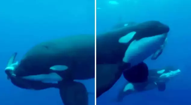 من هو سيد البحار؟ مزقت الأوركا القرش في ثوانٍ.