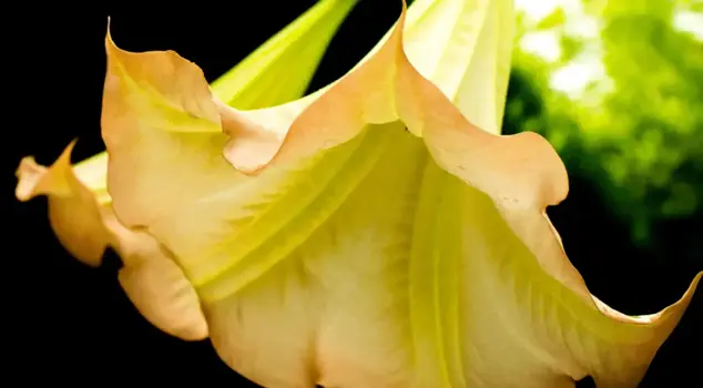 The monster of the century has hunted its victims with this plant! Its effect is worse than a weapon.