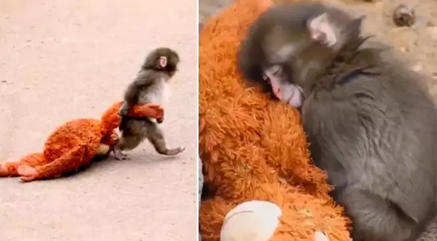 The caregiver of baby monkey Punch, who touches the hearts of millions, spoke: He is suffering from loneliness.