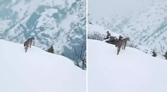The images of the weasel watching the snowy valley in Tunceli took breath away.