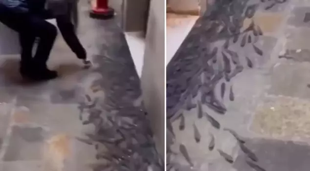 صورة صادمة في البلاد! الأسماك انتقلت إلى الشوارع