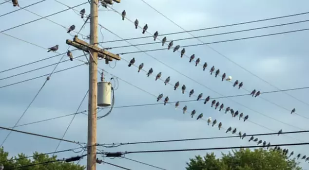 Pigeons in the city of Krakow, Poland will undergo 