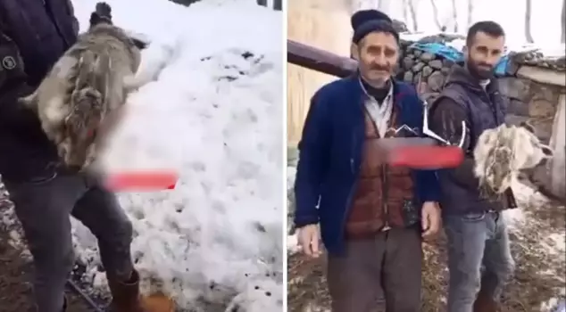 The shepherd who entered the barn encountered a giant rabbit.