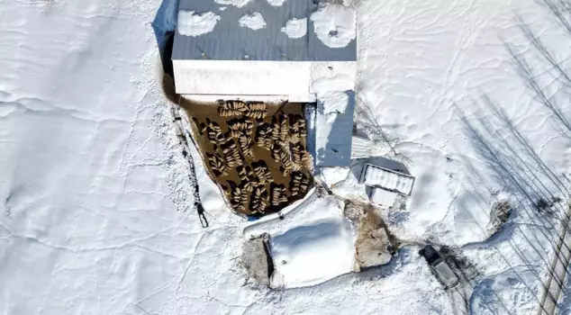 Он вернулся в свою деревню; за 4 года он увеличил свое стадо с 100 овец до 680.