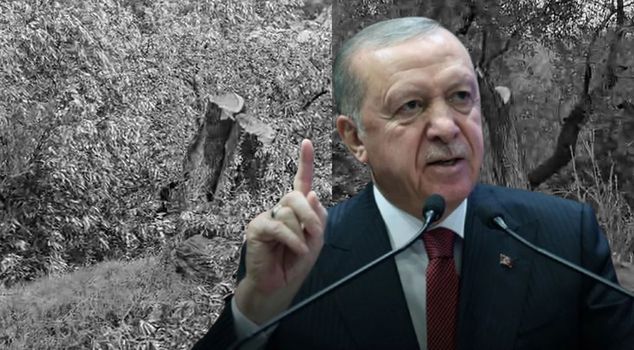 رد فعل قوي من الرئيس أردوغان على مذبحة أشجار الزيتون في ميلاس: لن نسمح بذلك