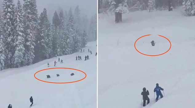 Panic moments on the slope: Three bears passed among the skiers.