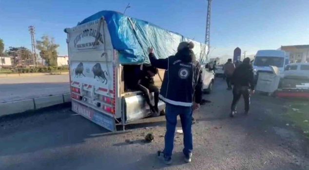 Nineteen illegal immigrants emerged from under animal feces.