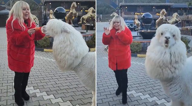 Сафиye Сойман шокировалась, увидев альпаку, которую она кормила своими руками.