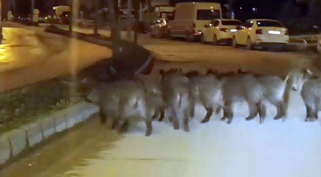 В Хатае стая диких кабанов пришла в населённый пункт.