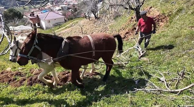 لا يمكن العثور على عامل لحراثة الأرض باستخدام الحصان في أيدين براتب يومي قدره 8000 ليرة تركية.