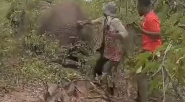 سحب الفيل الجريح ذيله، ودفع ثمنه بحياته.