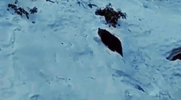 The bear is on stage again in Ayder! The thrill of the wild nature in the Kaçkars.