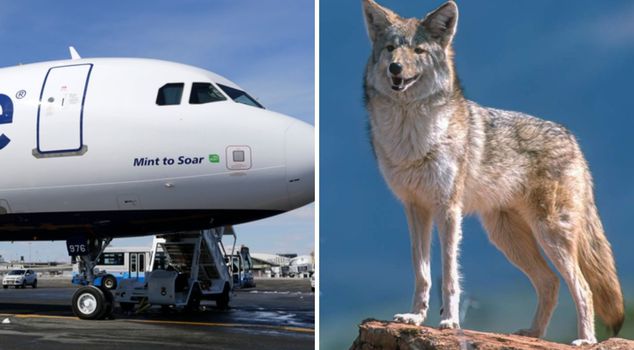 Moments of fear during takeoff! The plane that hit a fox on the runway made an emergency landing.