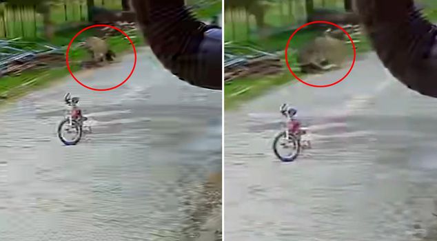 The aggressive donkey made the 5-year-old child experience a nightmare.