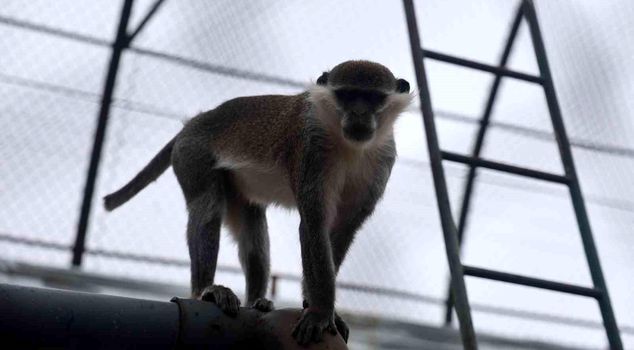 The escaped monkey was captured for the second time and placed under protection.