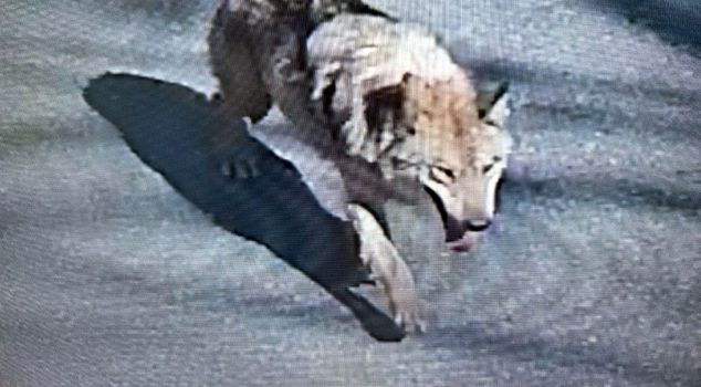 Monster alert in the city! Escaped by digging a tunnel, warnings are being issued one after another.