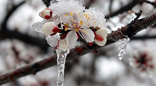 Agricultural frost, snow, rain! A yellow code warning has been issued for 42 provinces.