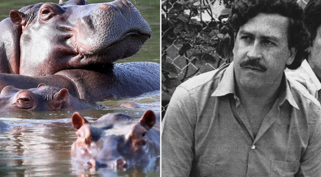 Colombia has approved the culling of hippos descended from Escobar's.