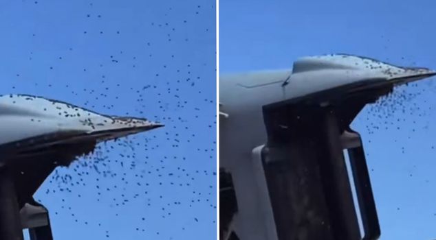 'Yellow alert' in Israel: The largest bee invasion in history halts military flights