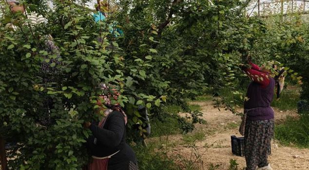 Урожай начался, цена упала до 200 лир.