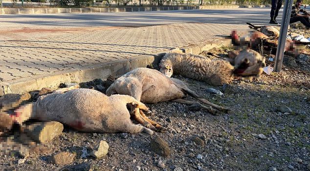 A motorcycle crashed into a herd of sheep: The driver was injured, 8 sheep died.