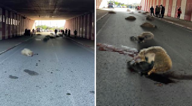 В Хатае 17 овец из стада погибли под колёсами автомобиля