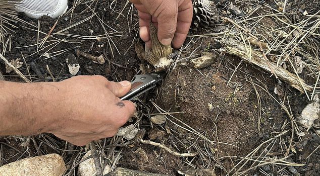 From the ashes of the burned forest area in Kastamonu, a fortune was born.