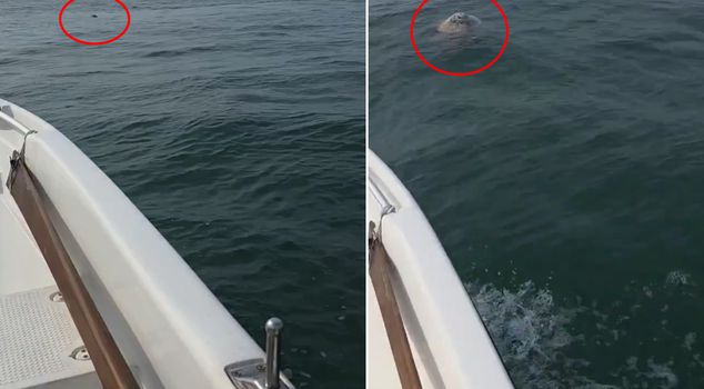 Рыбак был ошеломлён, увидев тонущую в море овцу.