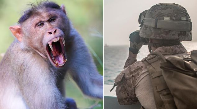 A monkey attacked a soldier in the US Navy heading toward the Strait of Hormuz.